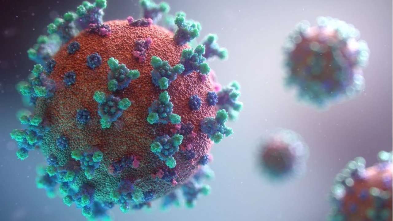 Hunt begins for ‘Animal X’ carrying deadly virus that could kill 75