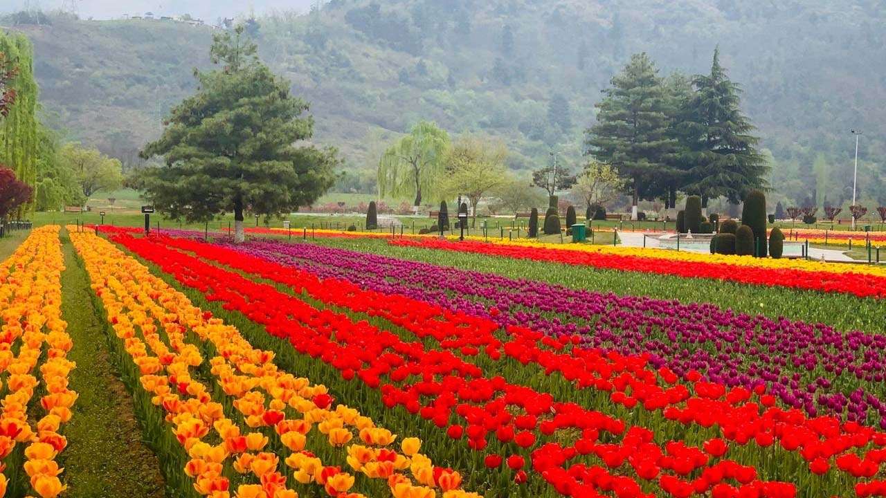 Majestic Tulip Garden in Kashmir to open for public tomorrow, PM Modi