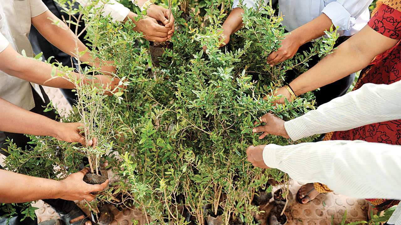 Plantation drive