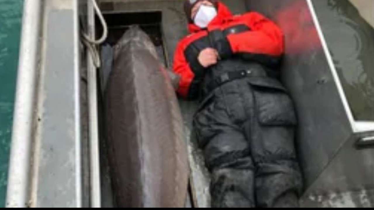 100yearold fish weighing more than 108 kg caught, check