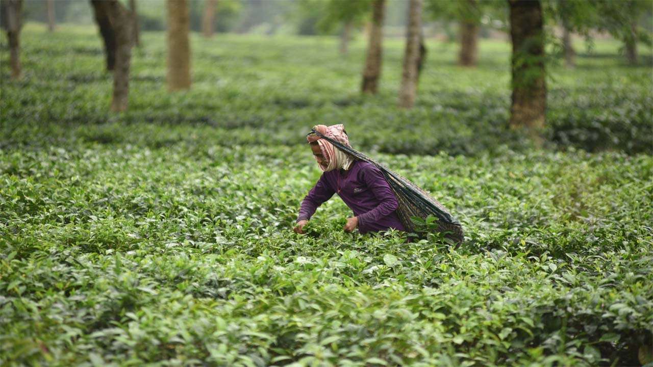 Tea estate in Assam shut due to COVID cases