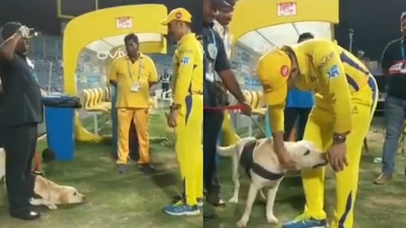 Not just humans, animals too in awe of MS Dhoni