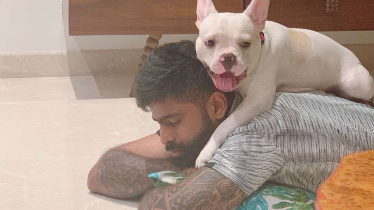 Surya Kumar Yadav's lovely dog, Pablo