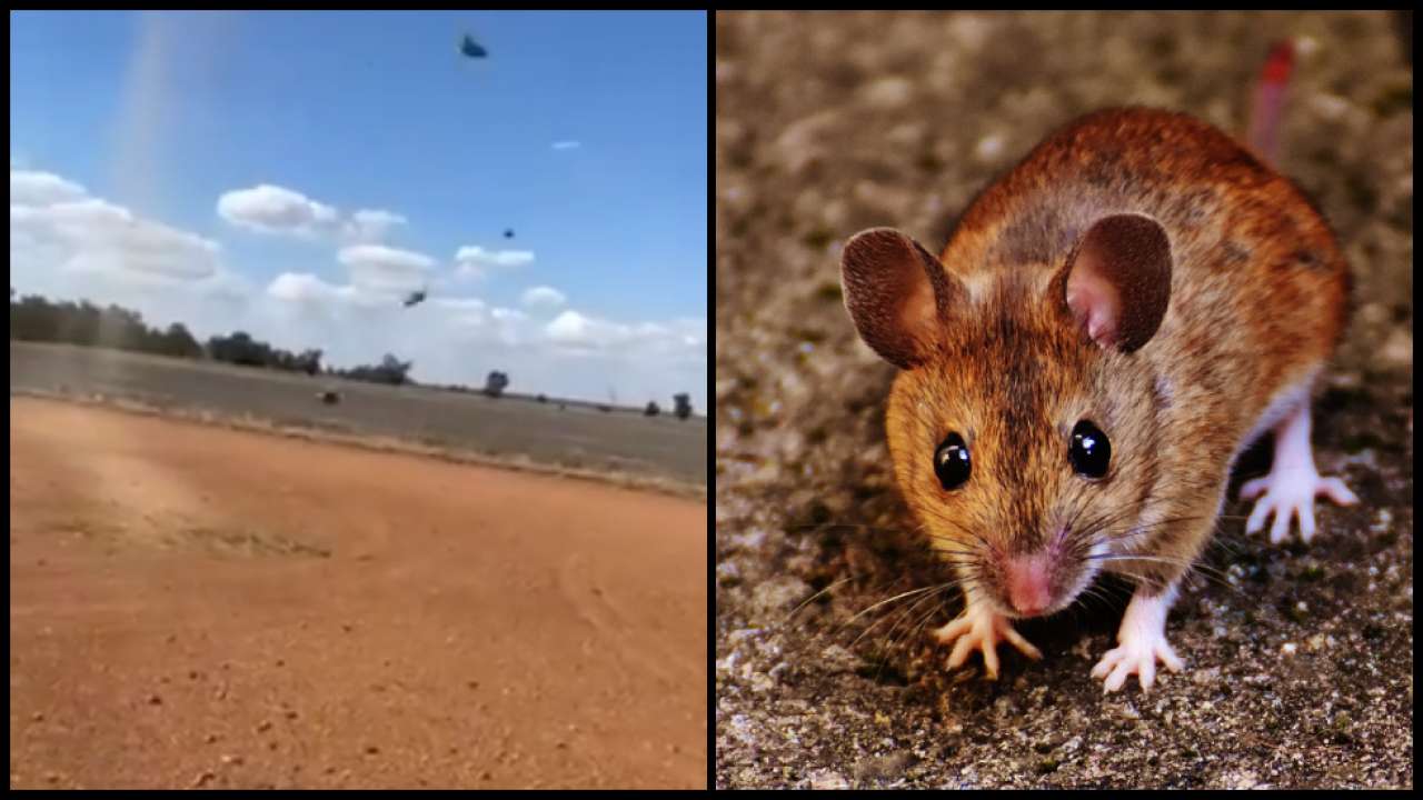Watch: 'rain from sky' in Australia as it worst rodent