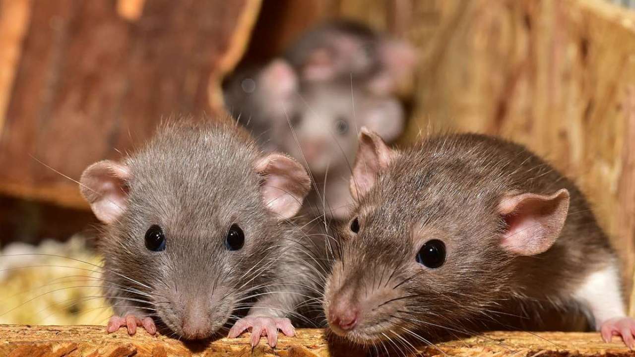 næse fordøjelse Forlænge Pictures of mice plague wreaking mayhem in Australia go VIRAL