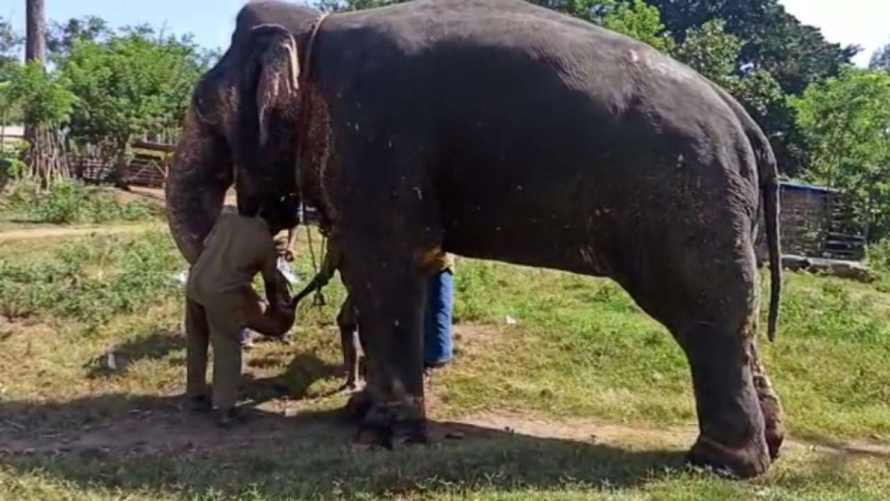 Semi-wild elephants undergo COVID-19 testing in Tamil Nadu after 9 lions test positive in zoo