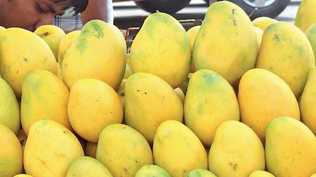 Mango contains vitamins, minerals