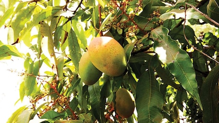 Mangoes help in fast healing of wounds
