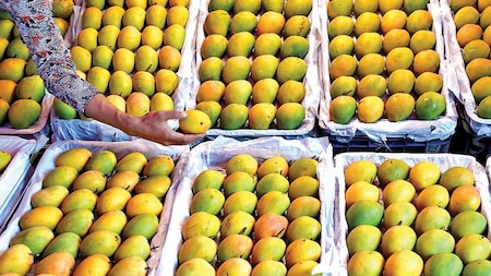 Mangoes rich in Vitamin A