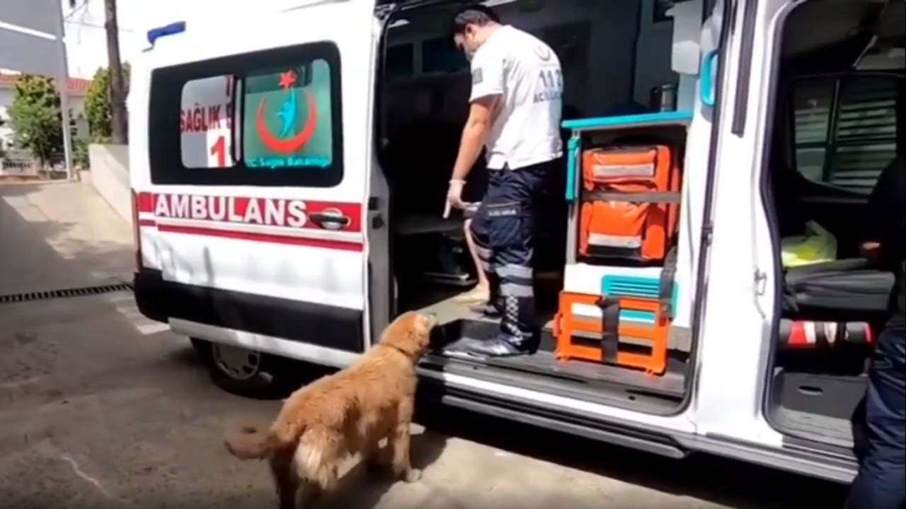Viral video: Dog chases ambulance with sick owner all the way to hospital, leaves netizens emotional Viral video: Dog chases ambulance with sick owner all the way to hospital, leaves netizens emotional