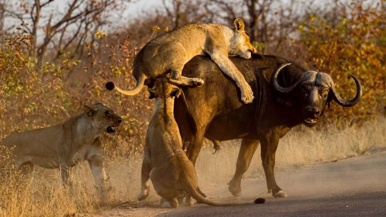 Sølv sekvens Kommandør Jungle brawl viral video: Lone buffalo keeps 3 lions at bay before backup  arrives