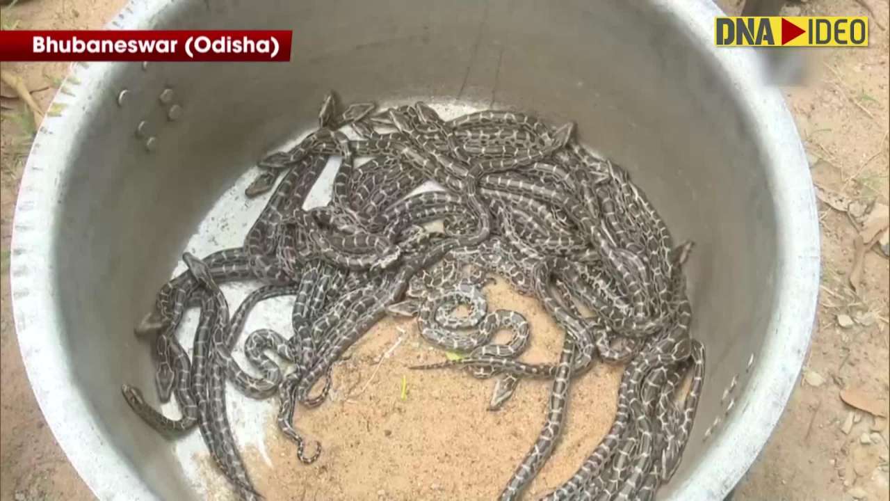 27 python hatchlings released into Chandaka Forest range in Odisha