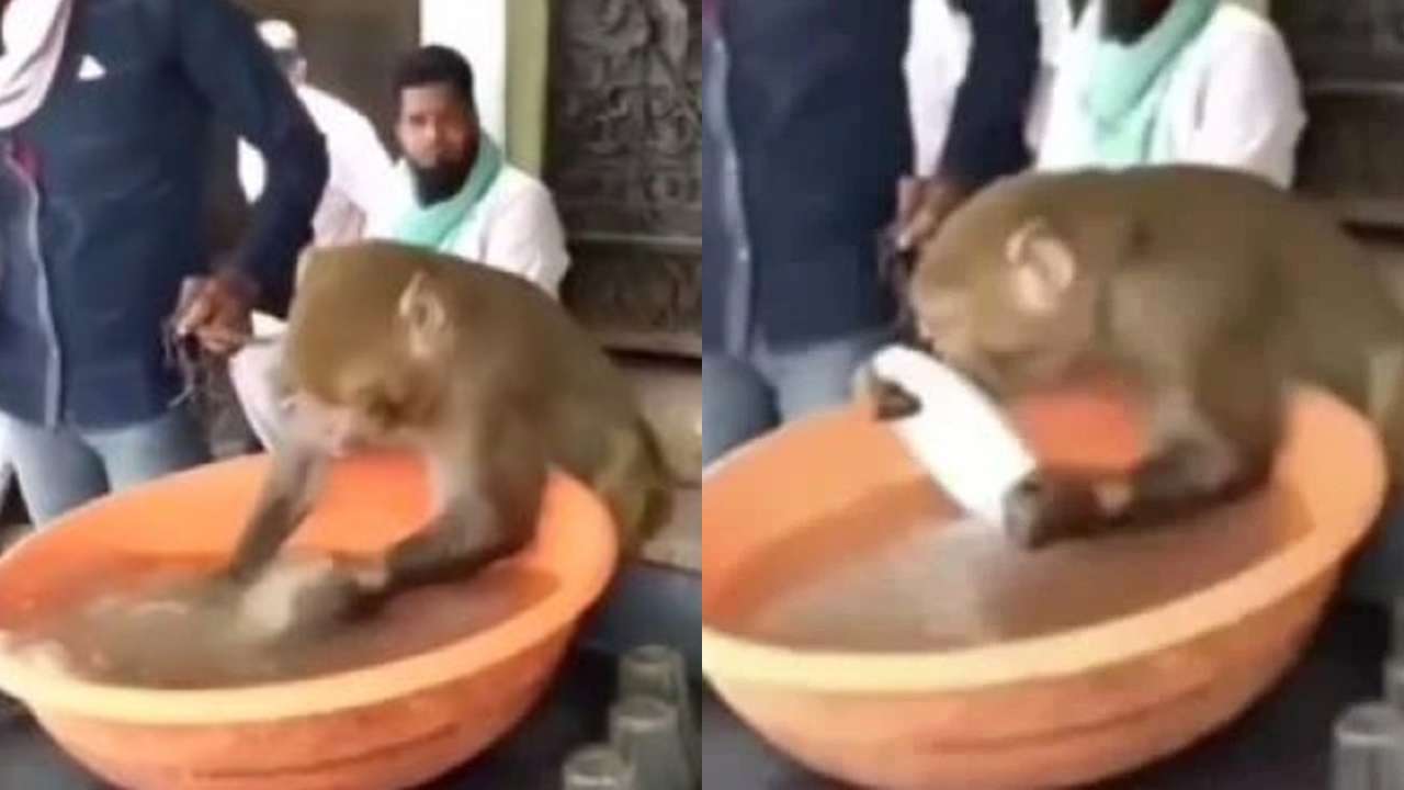 Hardworking Employee Of The Month Monkey Enjoys Washing Plates At Chai Stall Video Goes Viral