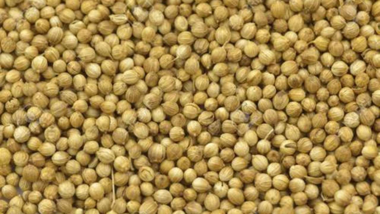 Coriander seeds