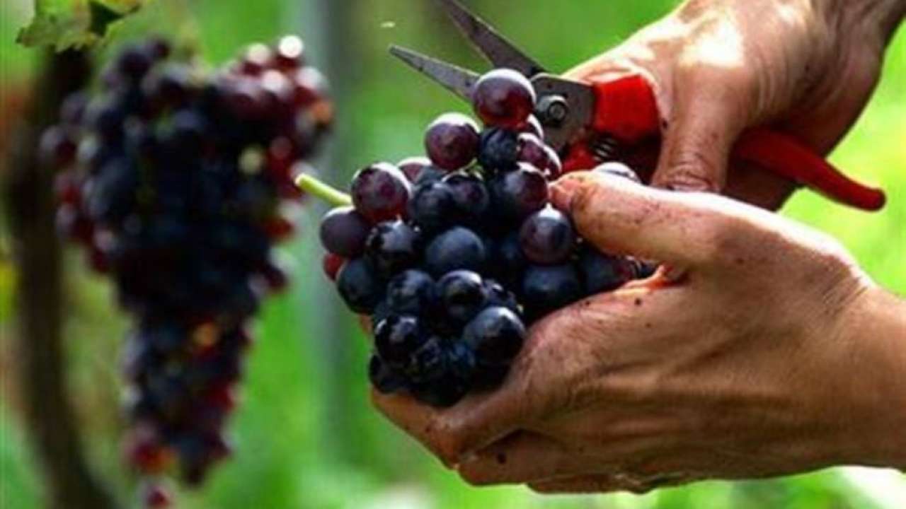 These are world's most expensive grapes, the price will leave you surprised