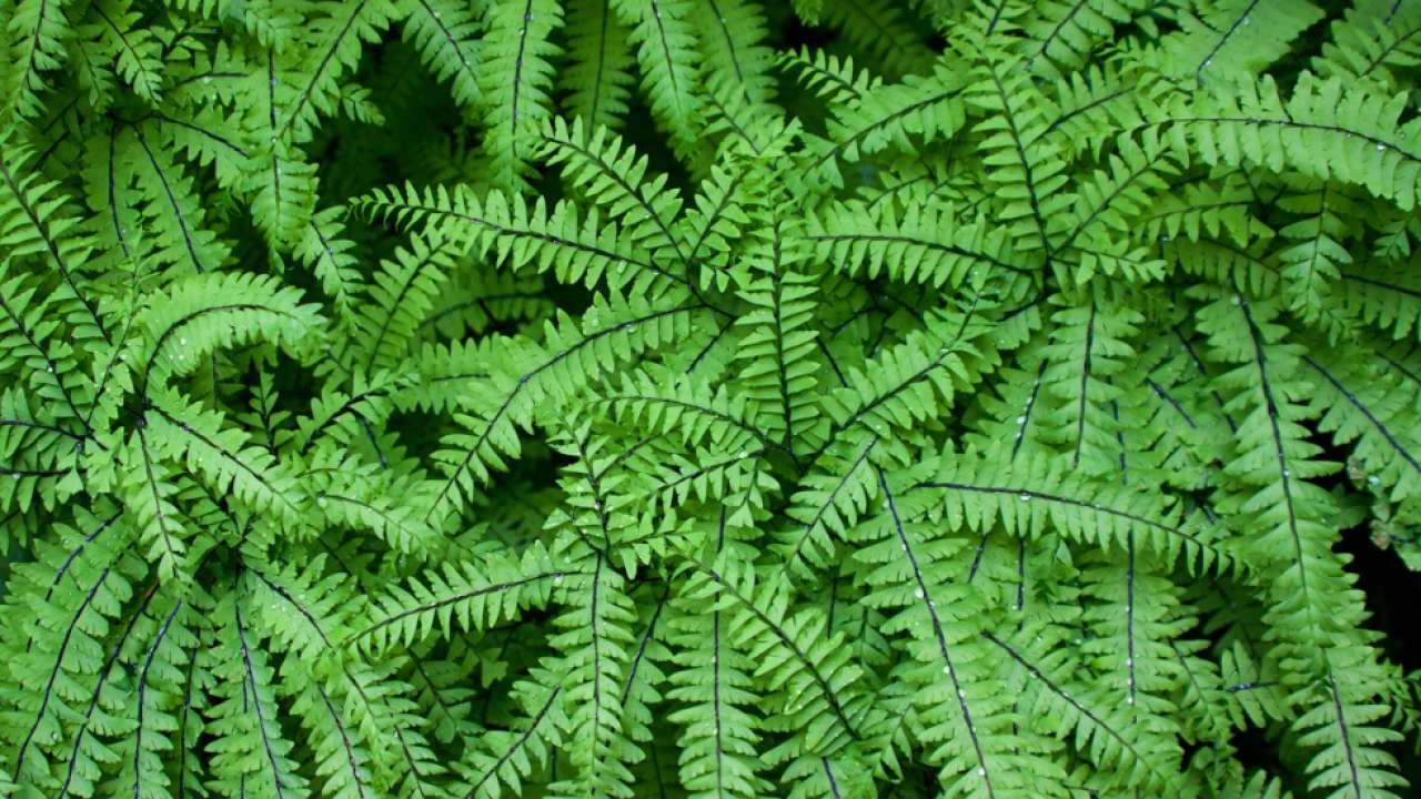 Boston Fern