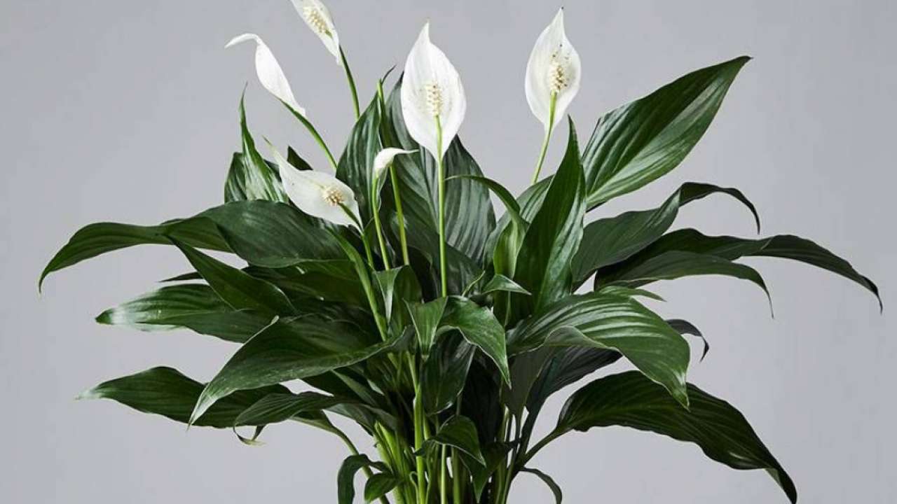 Peace Lilly