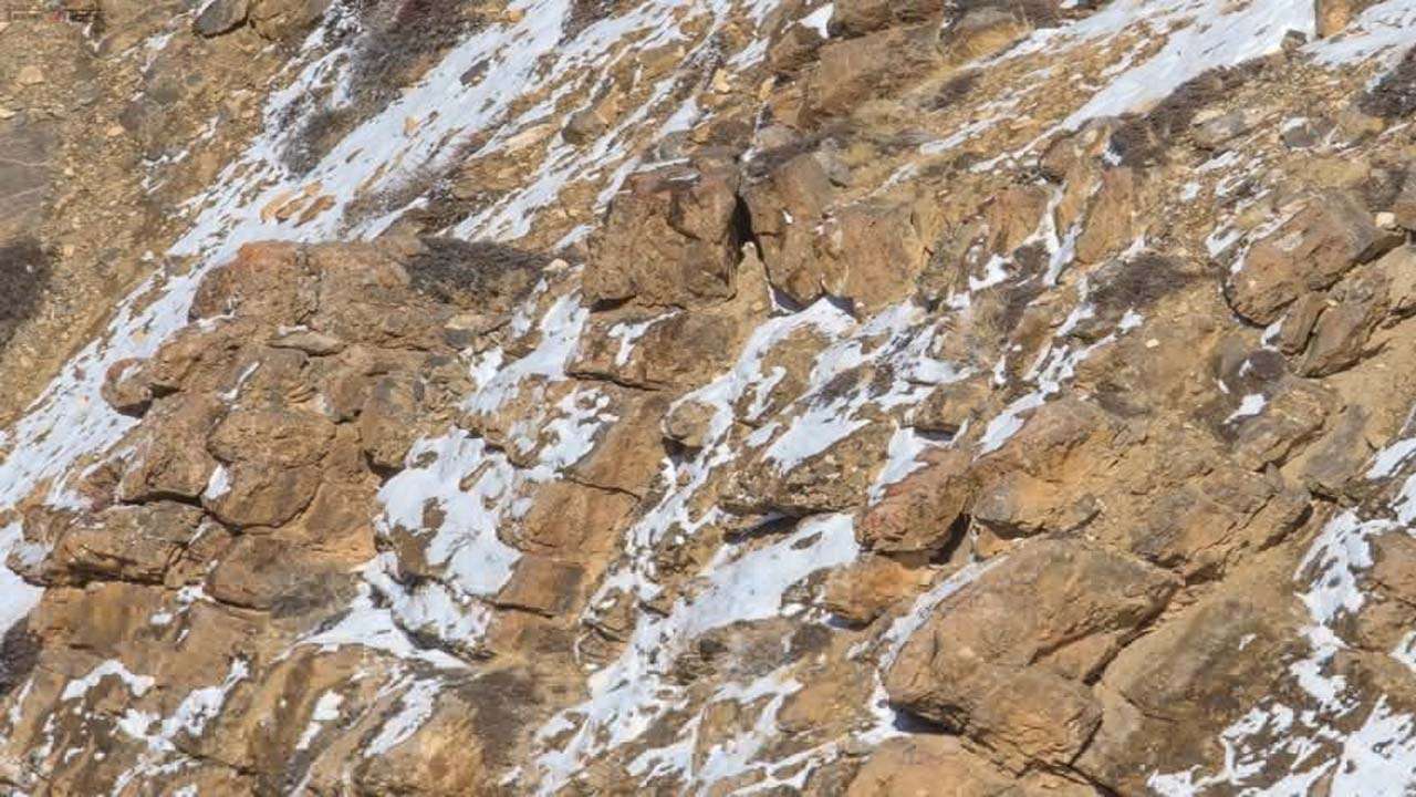 Pictorial challenge! Can you spot wild snow leopard in this pic? Netizens are confused