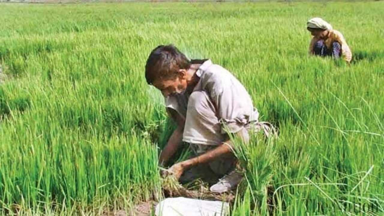 Pradhan Mantri Fasal Bima Yojana