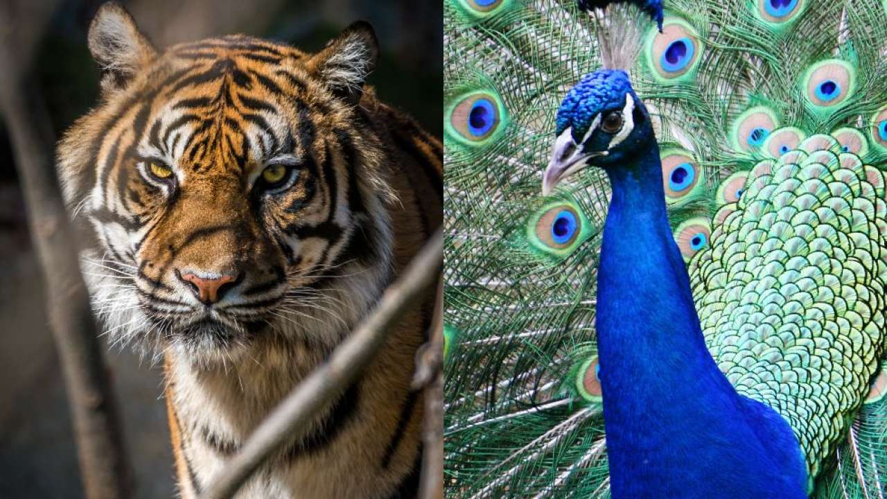National Animal vs National Bird: Tiger attacks peacock in viral video -  Watch what happened next