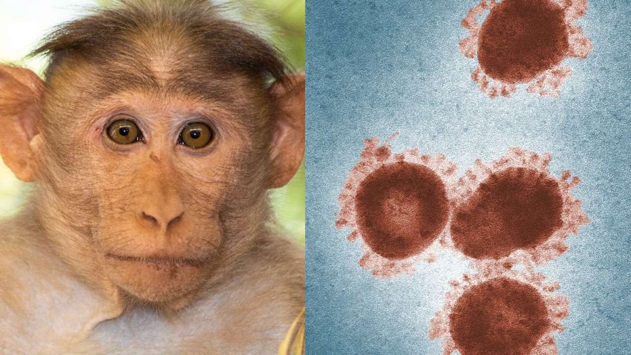 DNA Explainer: What is Monkey B virus? Know all about the fatal disease as China reports first human death