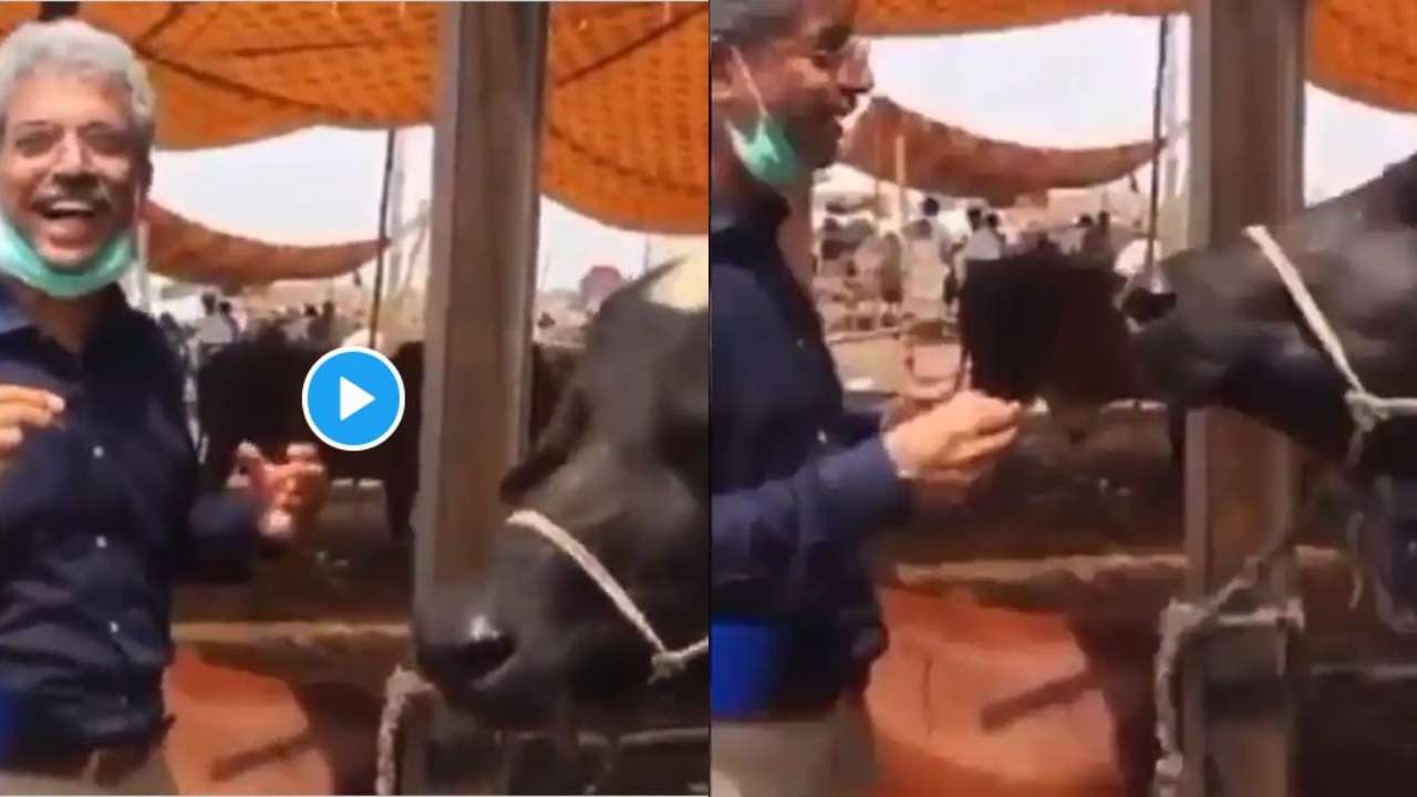 VIRAL VIDEO: Reporter interviews buffalo, WATCH latter's hilarious reply VIRAL VIDEO: Reporter interviews buffalo, WATCH latter's hilarious reply