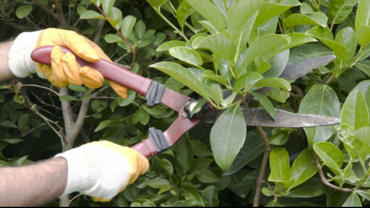 Prune plants before monsoon