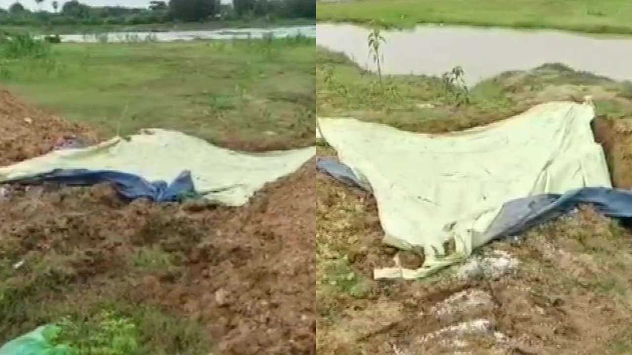 Dogs killed in Andhra Pradesh