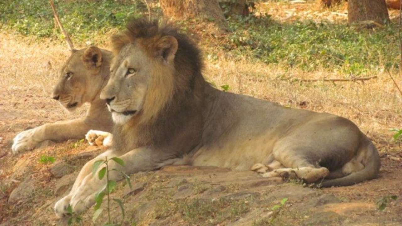 Nandankanan Zoological Park, Bhubaneswar, Odisha