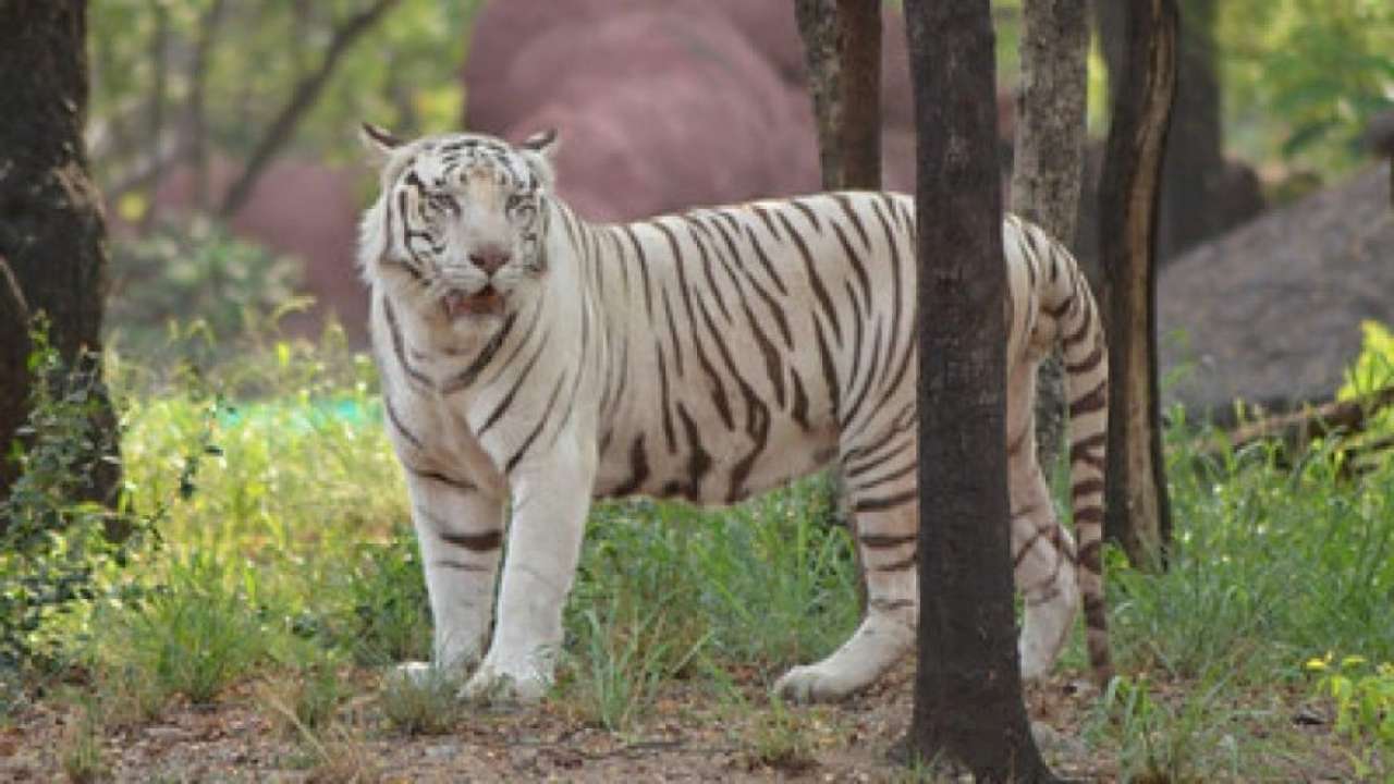 Nehru Zoological Park, Hyderabad, Telangana