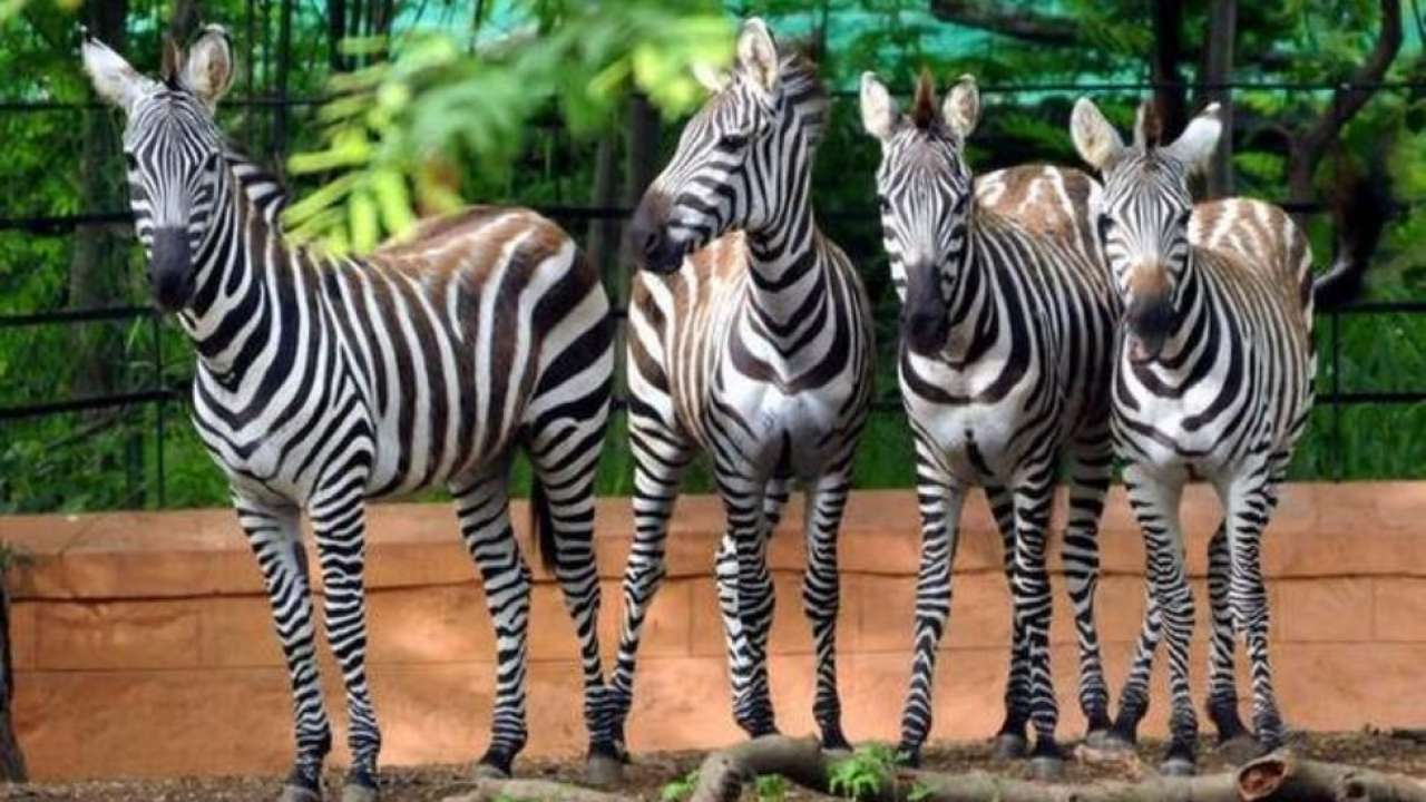 Sri Chamarajendra Zoological Garden, Mysuru, Karnataka