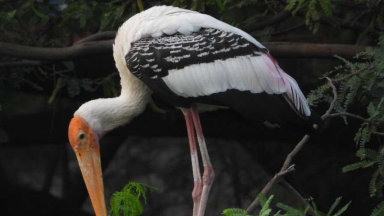 National Zoological Park, New Delhi