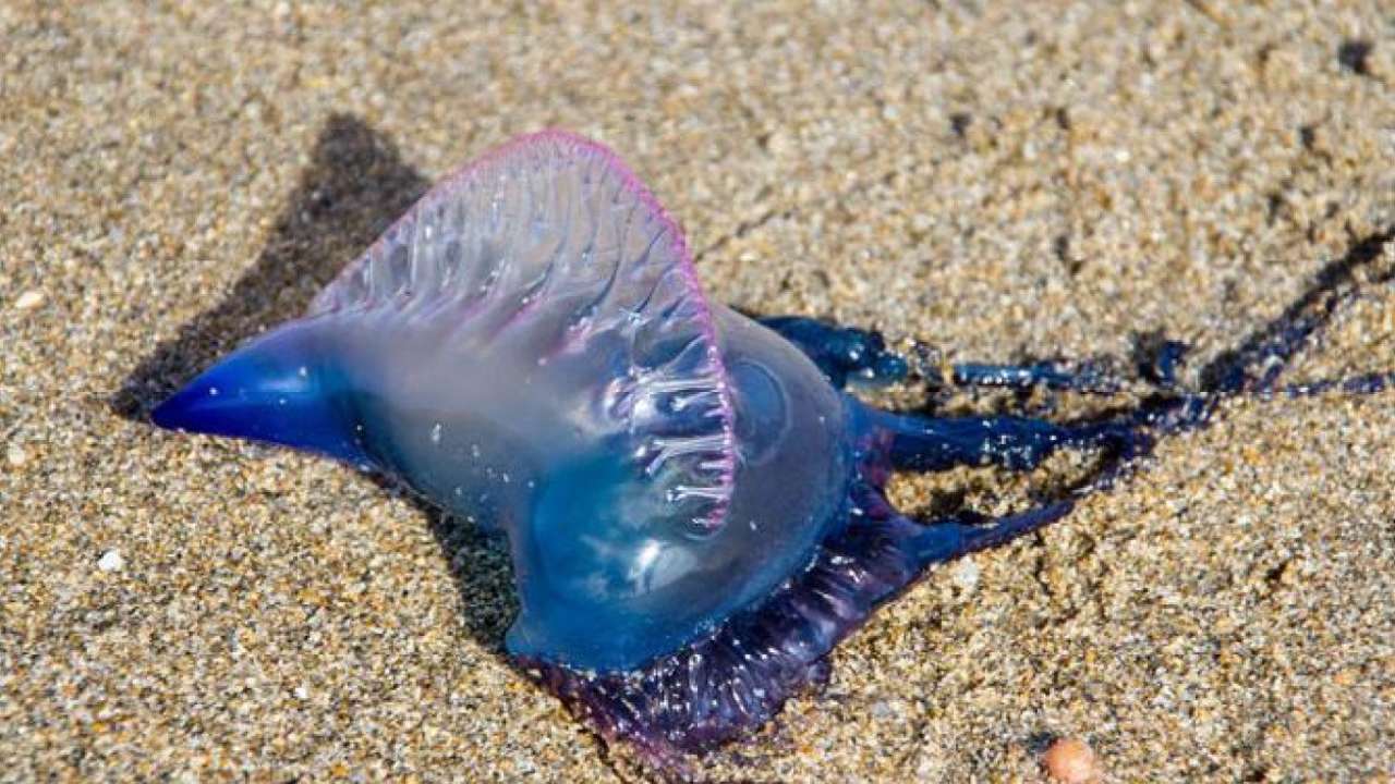 Bluebottle Jellyfish Found At Mumbai S Juhu Beach Again Citizens Asked To Maintain Distance