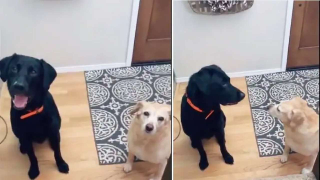 Girl decides to introduce herself to her pet dogs after years and ...