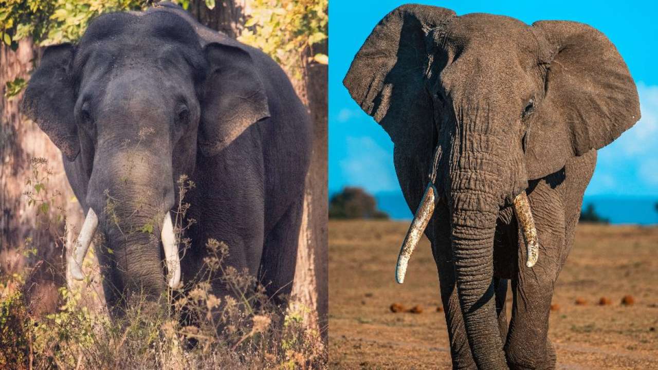 World Elephant Day 2021 Know The Differences Between The Asian And The African Elephant