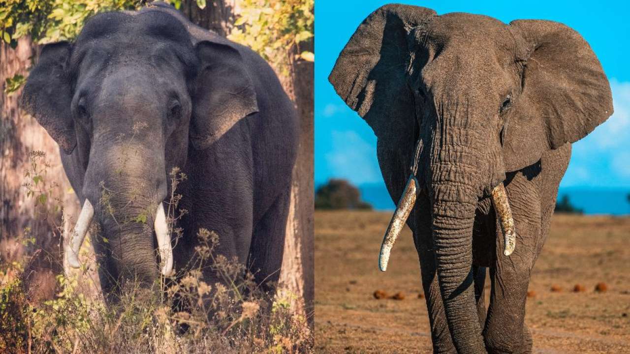 World Elephant Day 2021 Know The Differences Between The Asian And The 