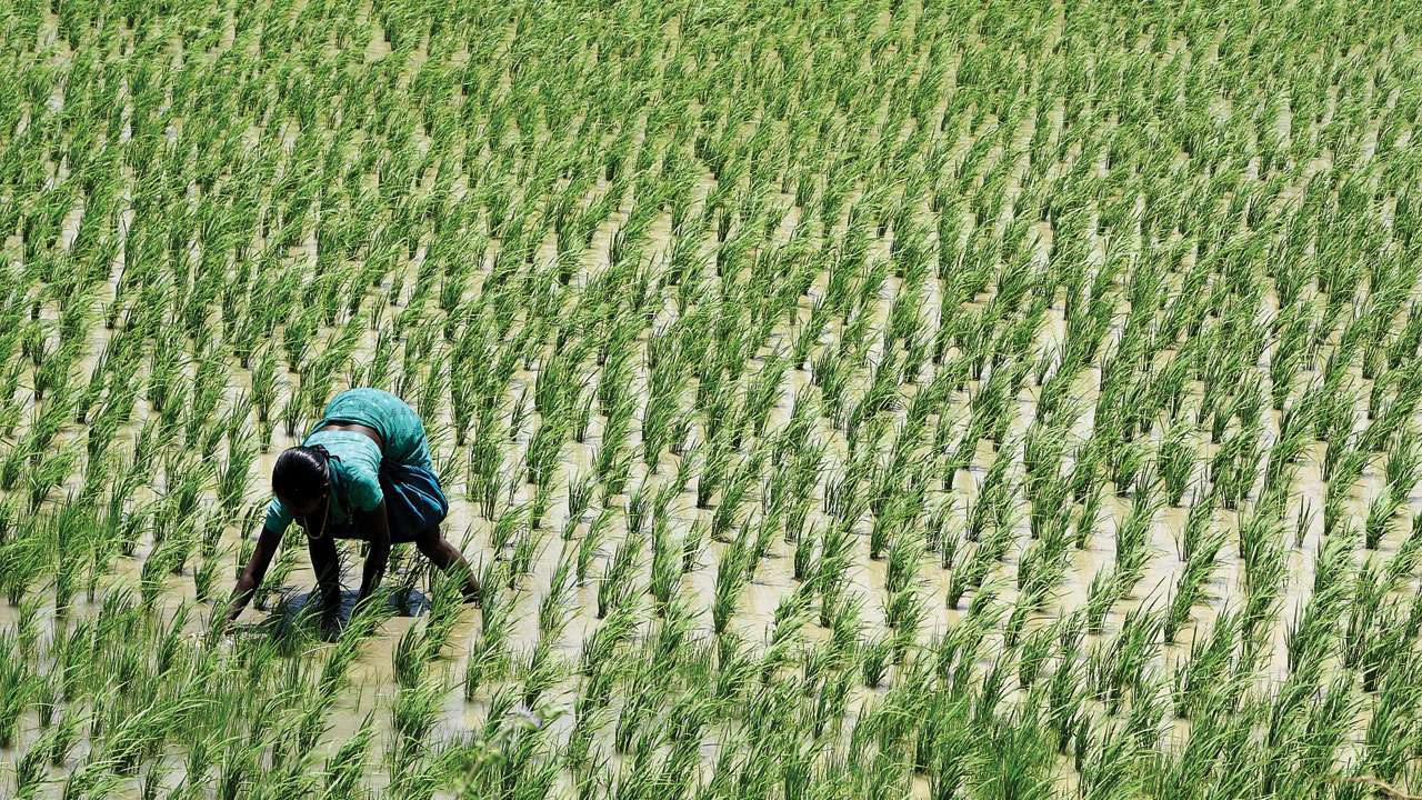 Farmer Farmer
