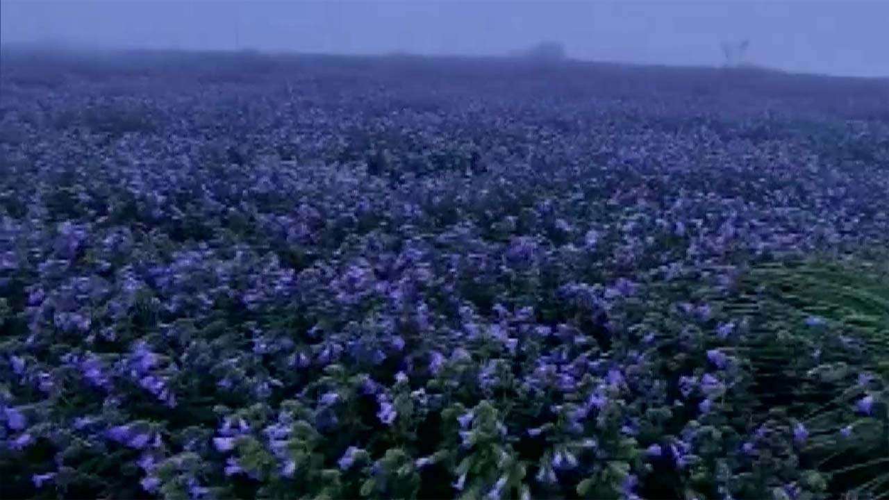 Mandalpatti hills are blossoming with Neelakurinji flowers