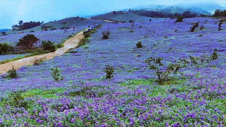 Neelakurinji grows at an altitude of 1,300 to 2,400 metres