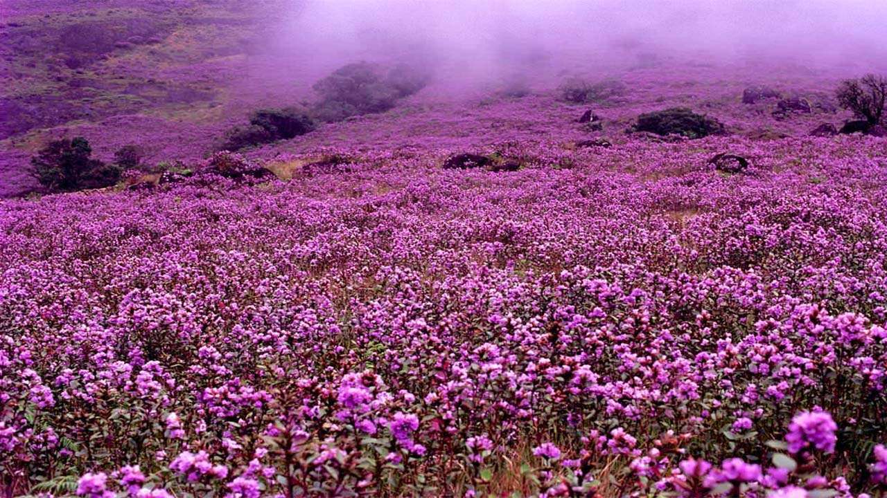 Karnataka has around 45 species of Neelakurinji