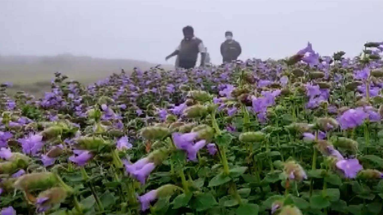 Shalom hills blossoming with blue Neelakurinji flowers