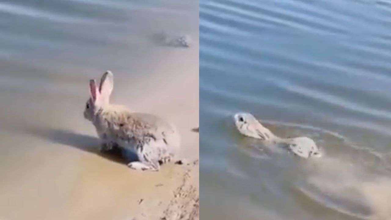 Swimming Rabbits Caught on Camera 