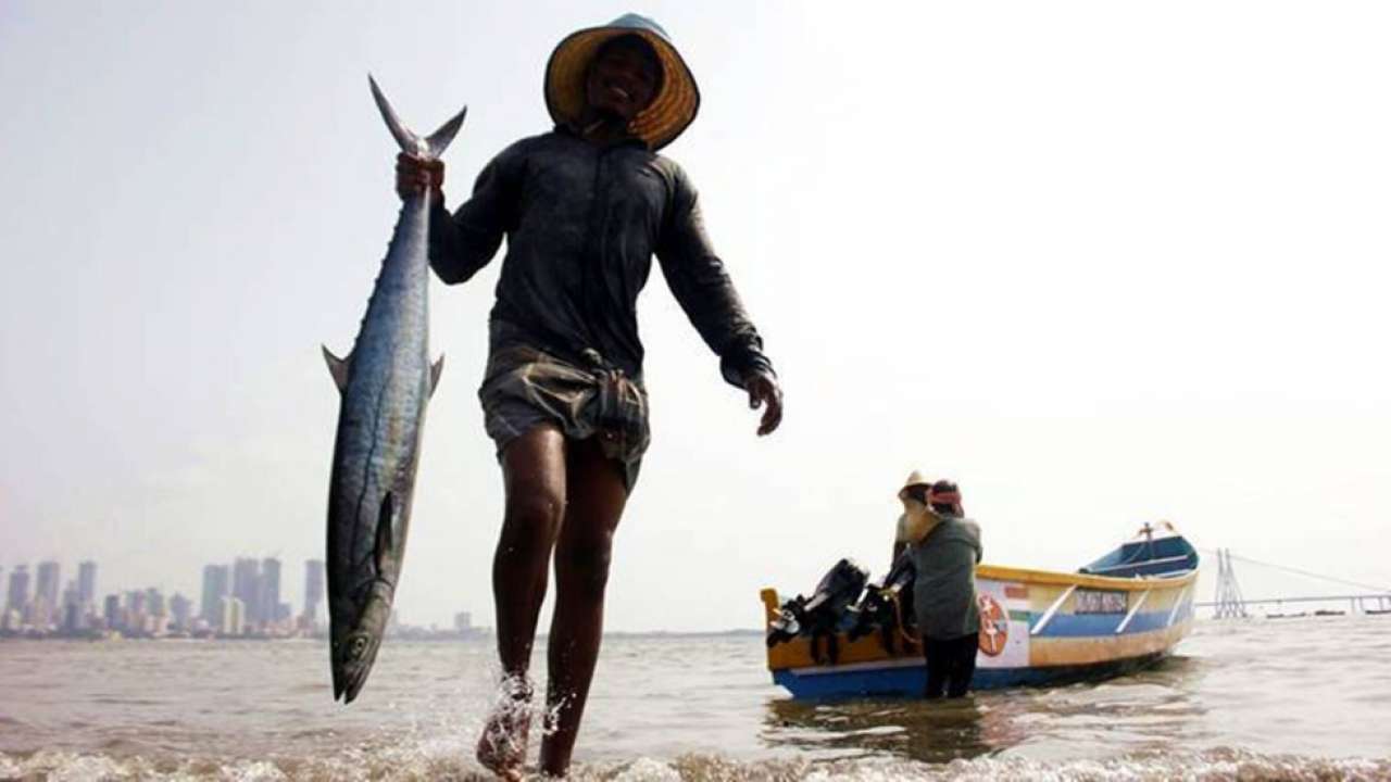 Sea of gold! Maharashtra fisherman sells 157 Ghol fish for Rs 1.33