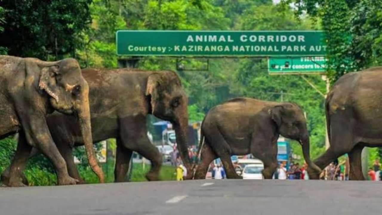 Animals flee from fatal floods in Kaziranga National Park, get hit by  vehicles