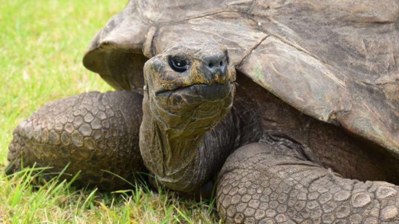 Meet Jonathan, oldest known living animal on Earth at 189 years old