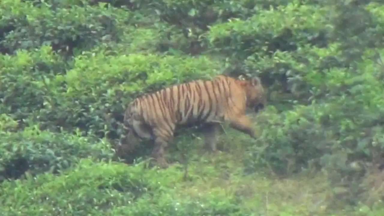 Hunting order issued for a wild tiger in Mudumalai as officials say ...