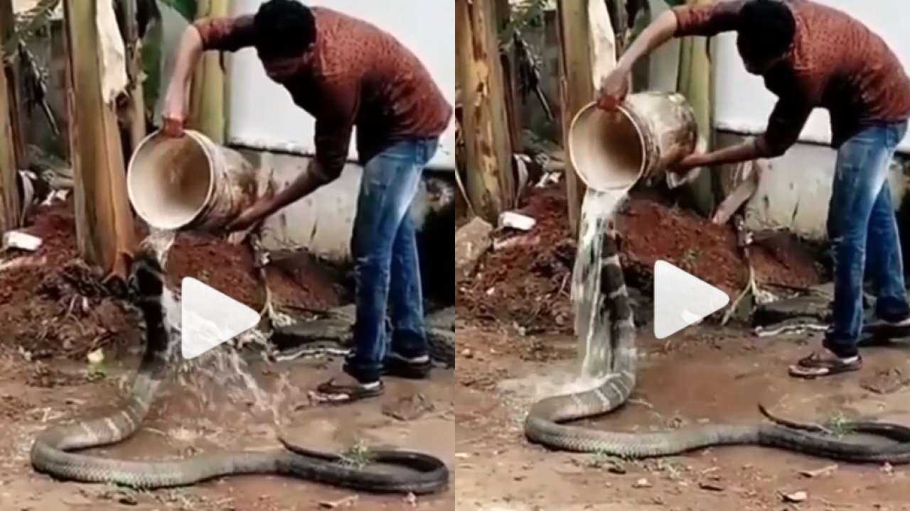 Viral Video: Thirsty Cobra Drinks Water From A Glass, Internet Stunned