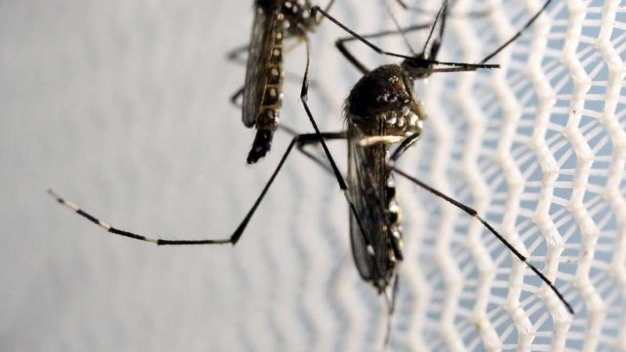 Uttar Pradesh reports first Zika virus case, local authorities on high alert Uttar Pradesh reports first Zika virus case, local authorities on high alert
