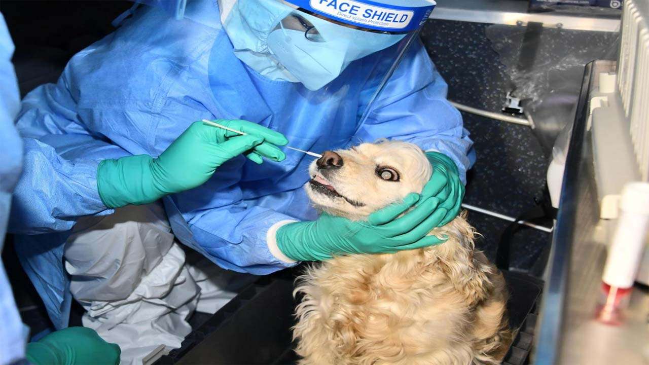 Alpha variant of COVID-19 detected in cats, dogs