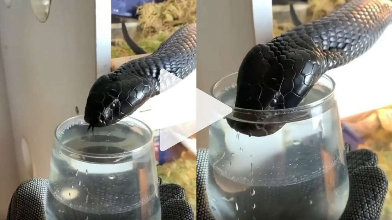 Video of poisonous black cobra drinking water from a glass goes viral